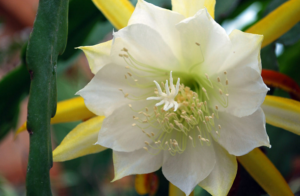 Epiphyllum laui