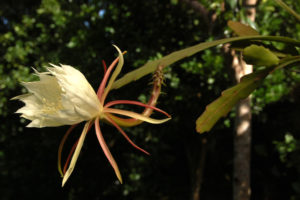 Epiphyllum lepidocarpum