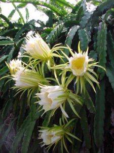 Epiphyllum oxypetalum