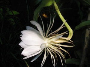 Epiphyllum oxypetalum