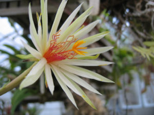 Epiphyllum rubrocoronatum