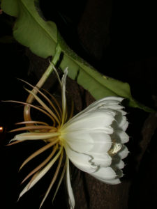 Epiphyllum thomasianum
