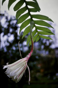 Marniera chrysocardium синоним Selenicereus chrysocardium