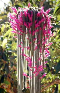 Disocactus flagelliformis