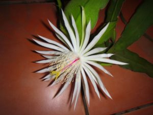 Epiphyllum phyllanthus