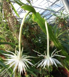 Epiphyllum pitieri