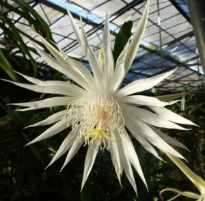 Epiphyllum pitieri