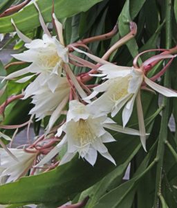 Epiphyllum pumilum