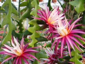 Selenicereus anthonianus