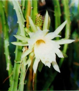 Selenicereus atropilosus