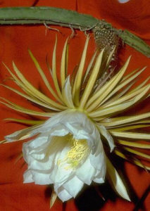 Selenicereus boeckmannii