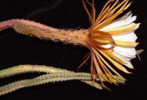 Selenicereus brevispinus