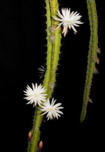 Selenicereus chontalensis