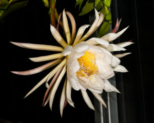 Selenicereus chrysocardium
