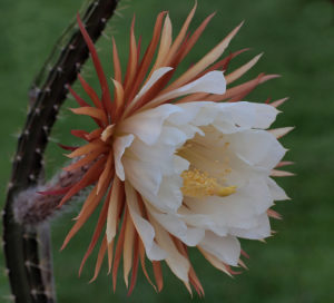 Selenicereus coniflorus