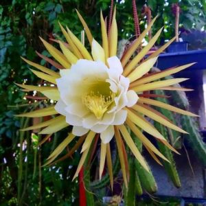 Selenicereus grandiflorus "Царица ночи"