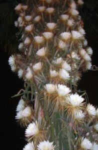 Selenicereus grandiflorus