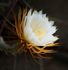 Selenicereus grandiflorus