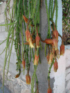 Selenicereus hamatus