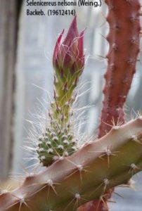 Selenicereus nelsonii