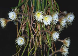 Selenicereus pteranthus