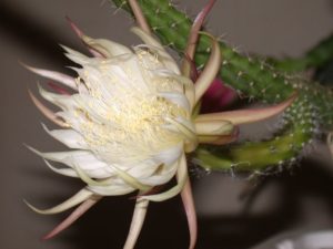 Selenicereus vagans