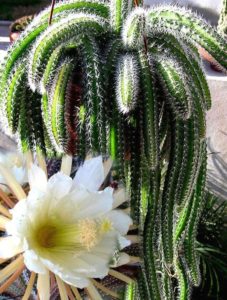 Selenicereus validus