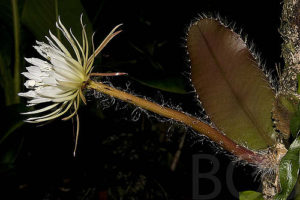 Selenicereus wittii
