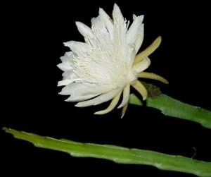 Weberocereus glaber