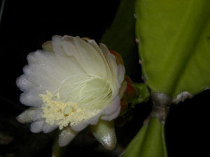 Weberocereus bradei