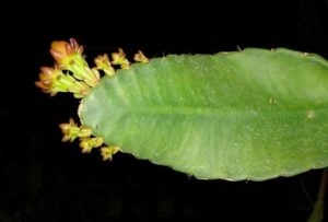 Weberocereus bradei