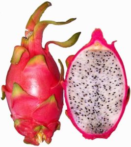Hylocereus undatus