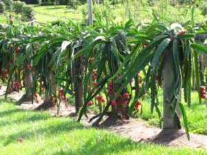 Hylocereus
