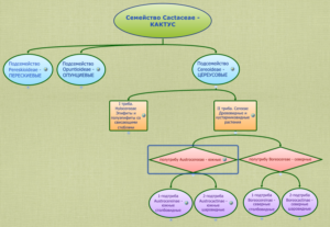Классификация. Полутриба Austrocereeae