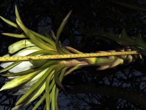 Hylocereus calcaratus