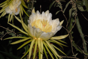 Hylocereus calcaratus