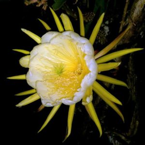 Hylocereus megalanthus