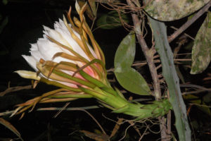 Hylocereus monacanthus