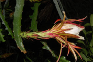 Hylocereus monacanthus