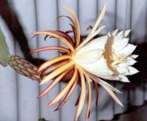 Hylocereus ocamponis