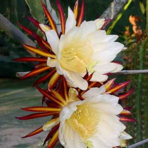 Hylocereus purpusii