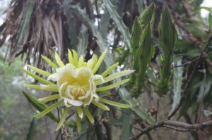 Hylocereus setaceus