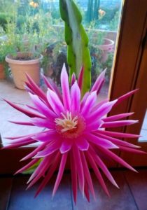 Hylocereus stenopterus
