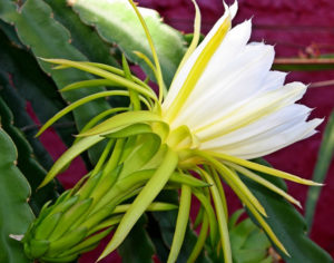 Hylocereus undatus