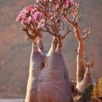 Adenium Obesum