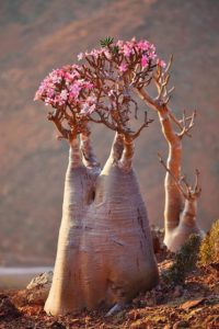 Adenium Obesum