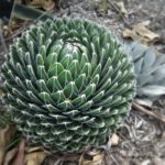 Agave victoriae reginae