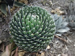 Agave victoriae reginae