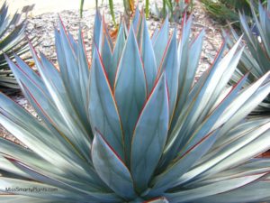 Agave x Blue Glow