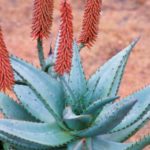 Aloe ferox